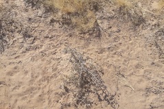 Plectrocarpa tetracantha