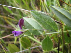 Psoralea monophylla