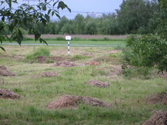 Vulpes vulpes