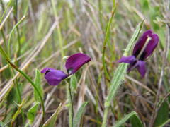 Psoralea monophylla