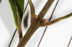 Euclea natalensis angustifolia