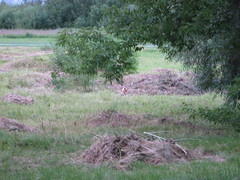 Vulpes vulpes