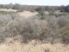 Plectrocarpa tetracantha