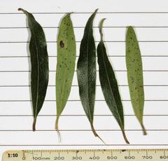 Euclea natalensis angustifolia