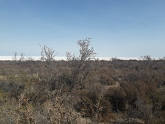 Plectrocarpa tetracantha