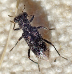 Phyllobaenus