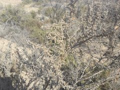 Plectrocarpa tetracantha