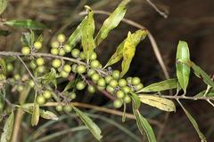 Euclea natalensis angustifolia