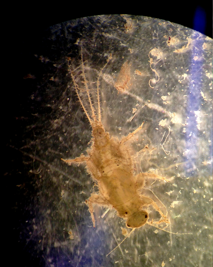 Tricorythodes albilineatus