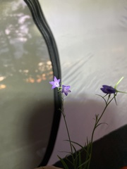 Campanula parryi