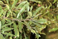 Euclea natalensis angustifolia