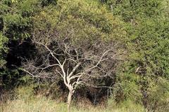 Euclea natalensis angustifolia