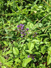 Orbexilum pedunculatum