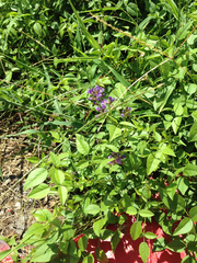 Orbexilum pedunculatum