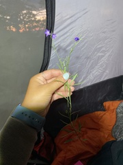 Campanula parryi
