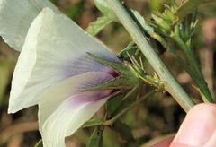Hibiscus cannabinus