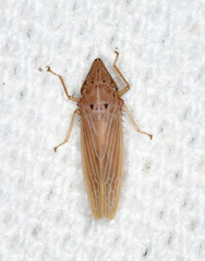 Draeculacephala septemguttata