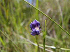 Psoralea oreophila