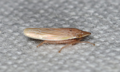 Draeculacephala septemguttata