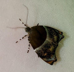 Hemerophila
