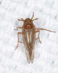 Pareuidella