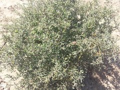 Suaeda divaricata