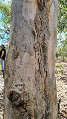 Eucalyptus seeana