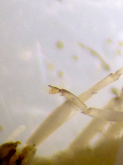 Camelobaetidius mexicanus