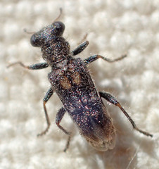 Phyllobaenus