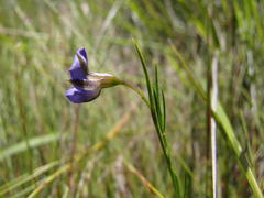 Psoralea oreophila