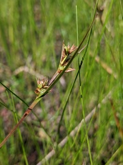 Scleria reticularis