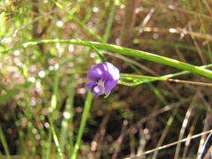 Psoralea oreophila