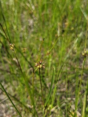 Scleria reticularis