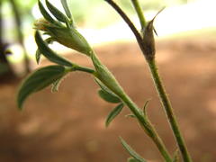 Stylosanthes fruticosa