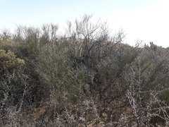 Plectrocarpa tetracantha