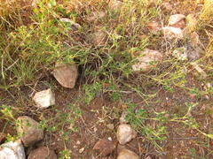 Stylosanthes fruticosa