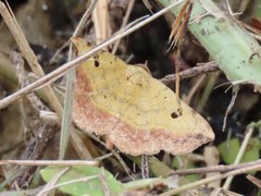 Hemeroplanis scopulepes