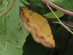 Hemeroplanis scopulepes