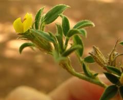 Stylosanthes fruticosa