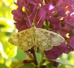 Anania coronata