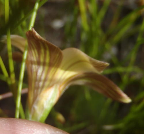 Romulea dichotoma