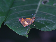 Oriens paragola