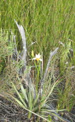 Romulea dichotoma