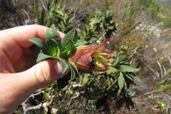 Liparia splendens splendens