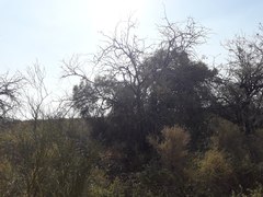 Aspidosperma quebracho-blanco