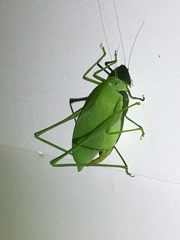 Amblycorypha rotundifolia