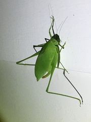 Amblycorypha rotundifolia