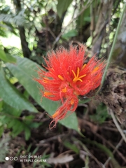 Gurania eriantha