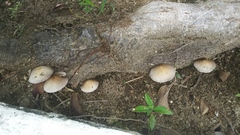 Candolleomyces tuberculatus