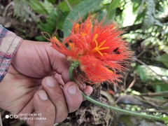 Gurania eriantha